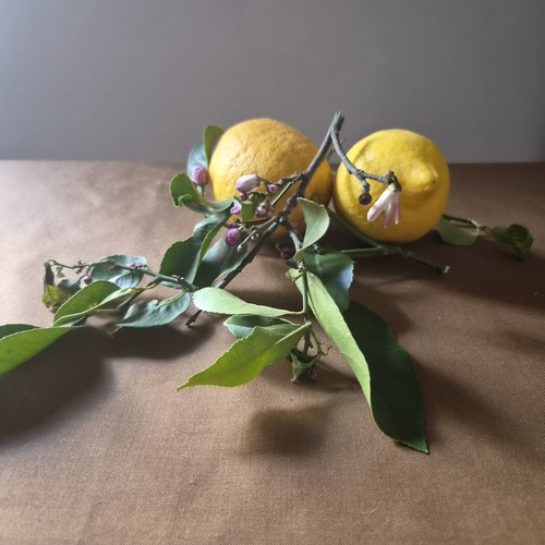 Follaje y flores de limonero.