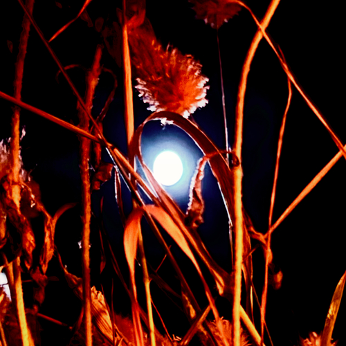 Photo #14143850