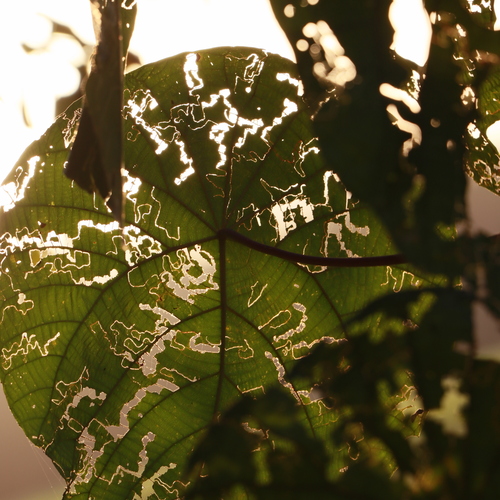 Green leaf with beautiful texture created by insects