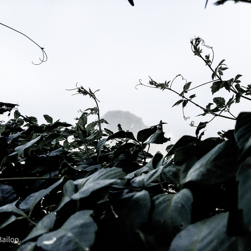 After the rain