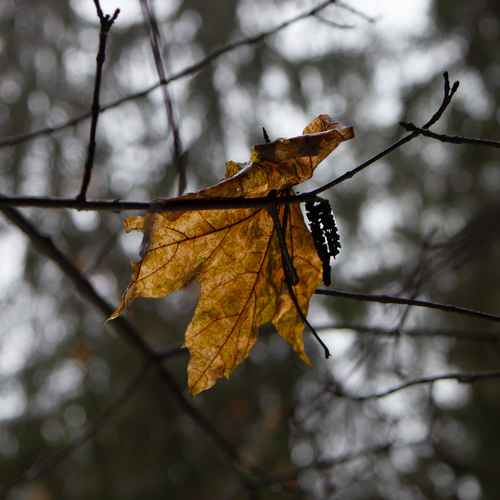 Photo #14145086