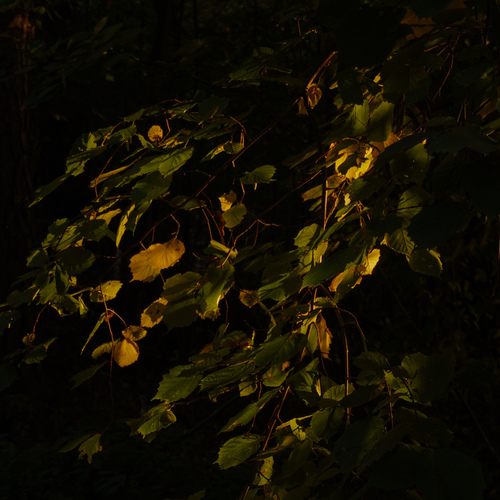 Photo #14145250