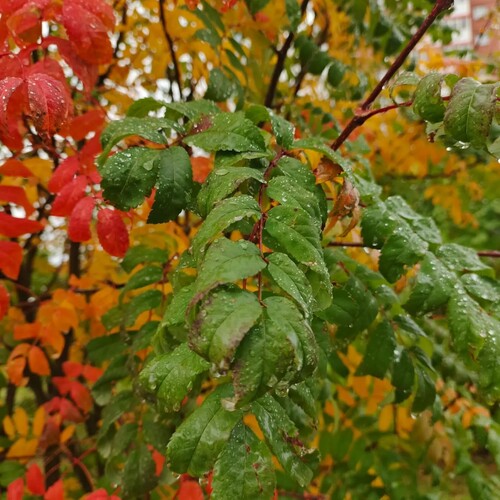 Photo #14145534