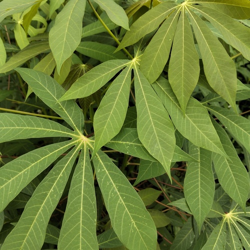 Daun Ubi