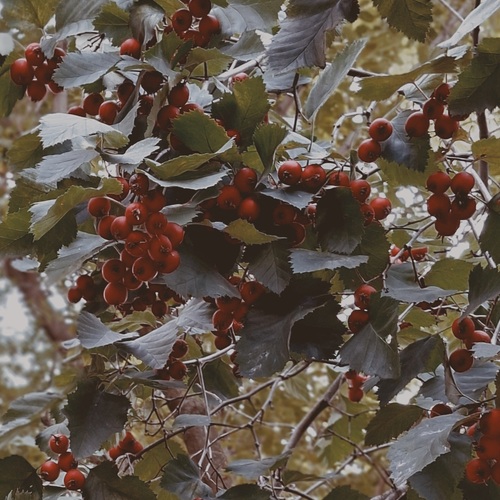 Photo #14146062