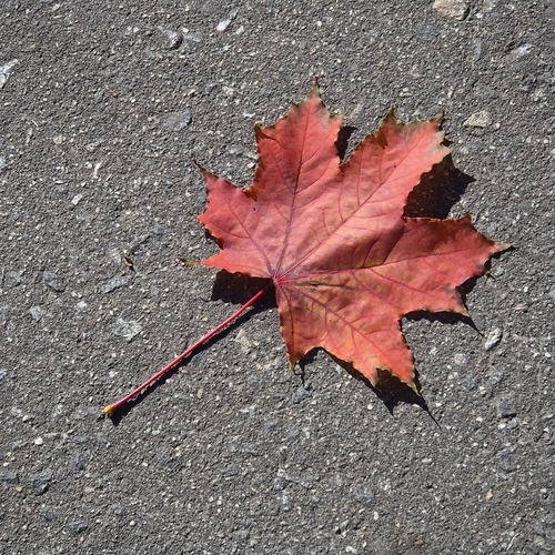 Photo #14146280