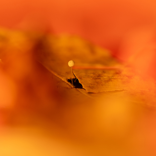 Photo #14147340