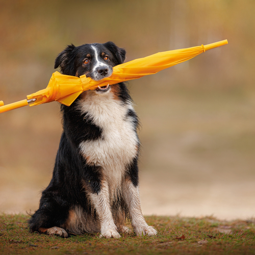 Photo #14147514