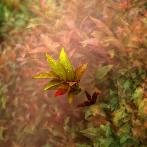 Foliage Impressionism