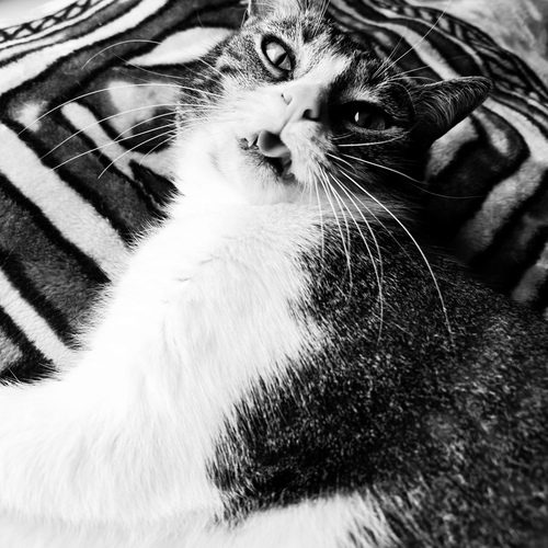 Photo #14148070