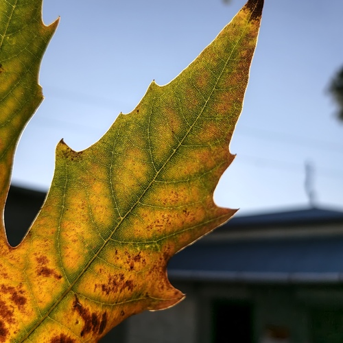 Autumn illuminated