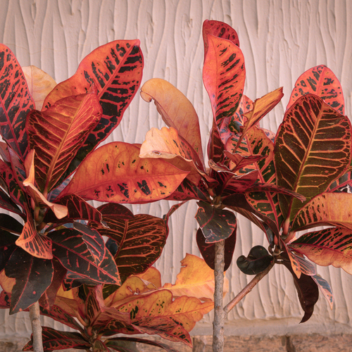 Photo #14148948