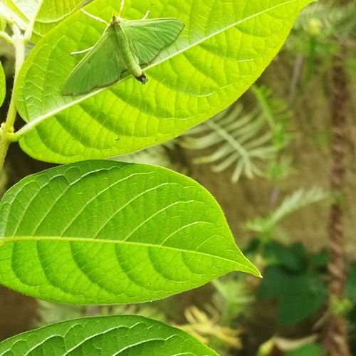 lost in foliage...