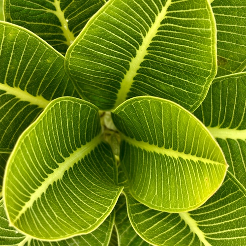 The Green Mandala