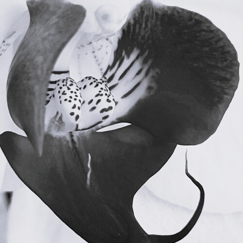 Photo #14149765
