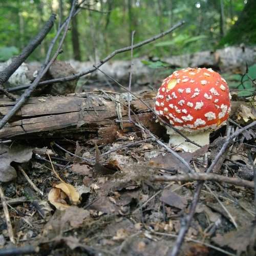 Мухоморчики пошли