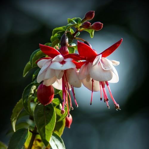 Fuchsia