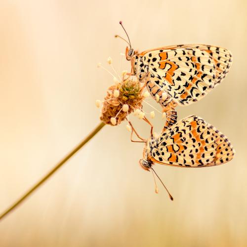 winged mating