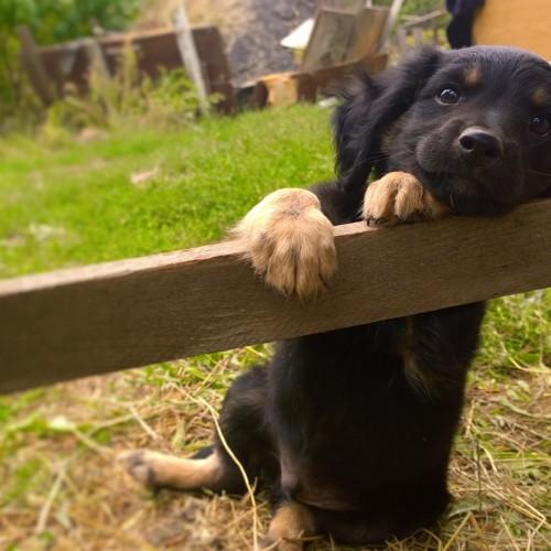 милота