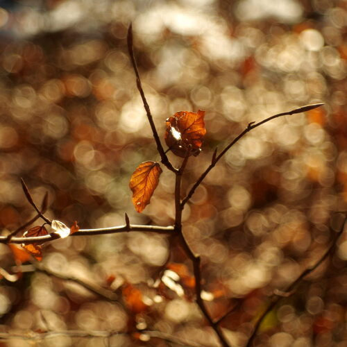Photo #14150187