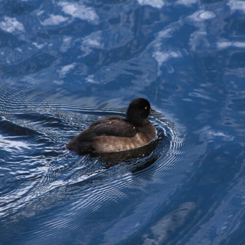 Photo #14151069
