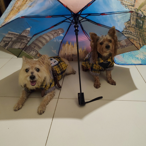 Photo #14155449