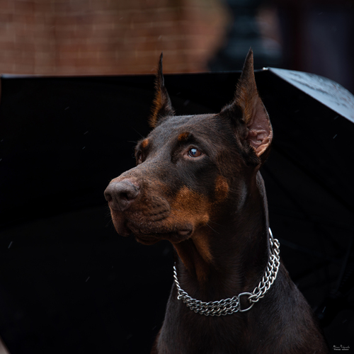 Photo #14157469