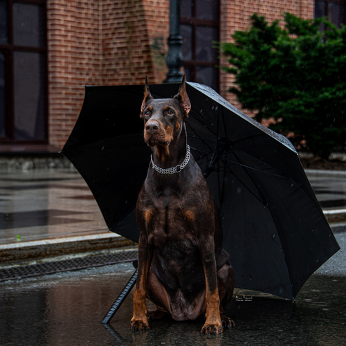 Photo #14157470