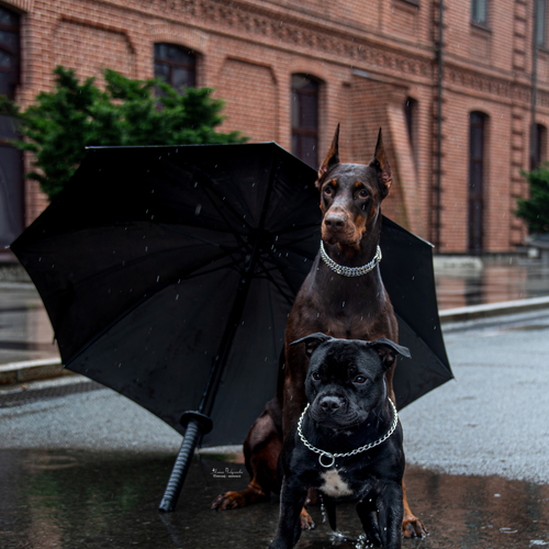Photo #14157474