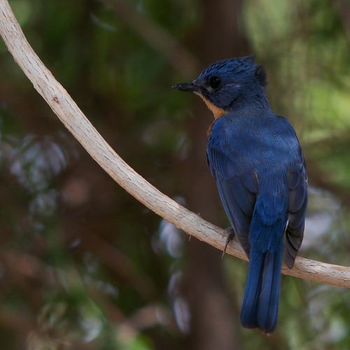 Blue-throated Blue Flycatcher