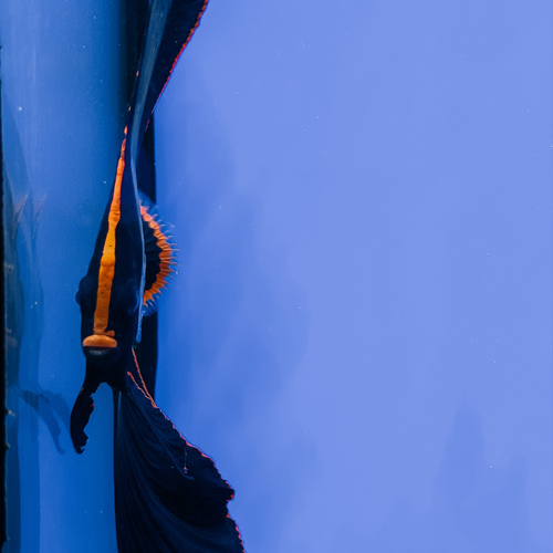 Photo #14159430