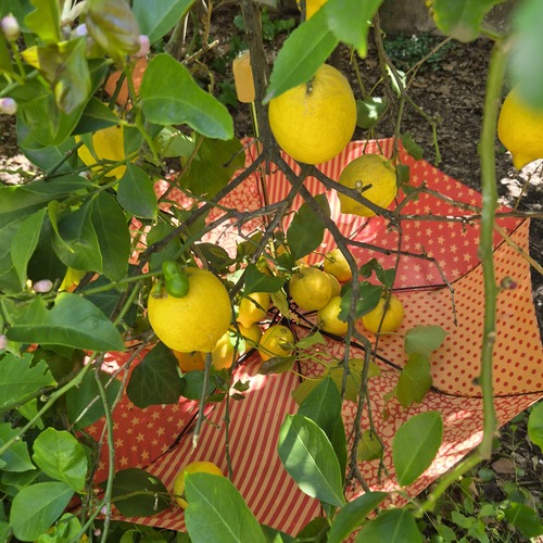 PARAGUAS COLGADO DE LIMONERO PARA RECOGER LIMONES.