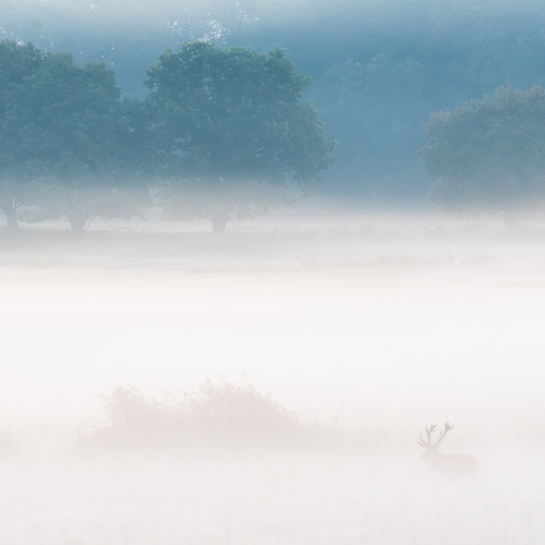 Autumn fog