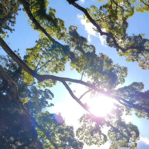 Where the Sun Is Held