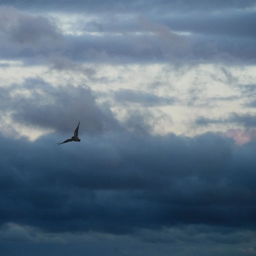 Photo #14167649