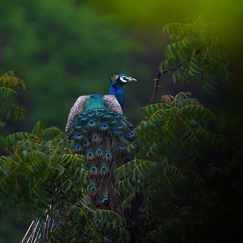 Indian peafowl