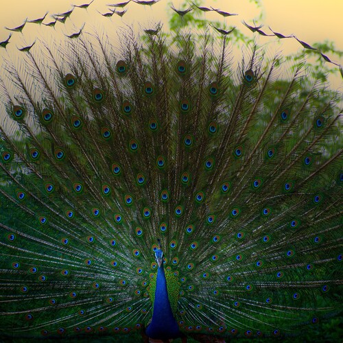 Indian peafowl