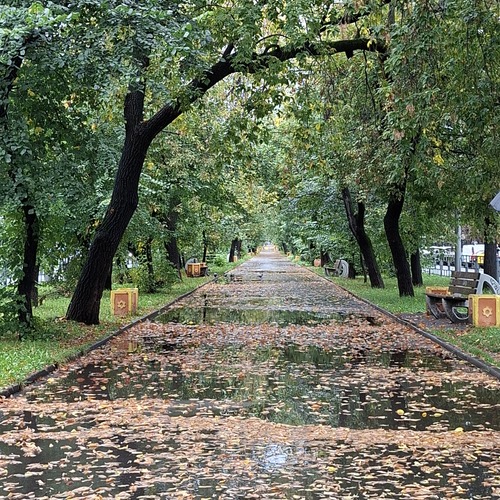 Дорога из листвы