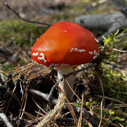 Photo #14170872