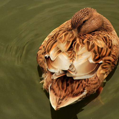 Photo #14173329