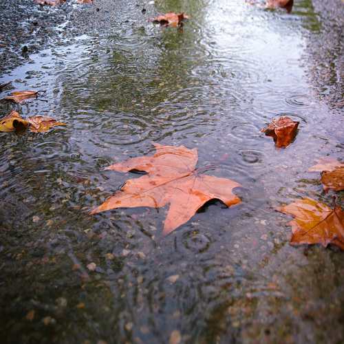 Autumn Colors
