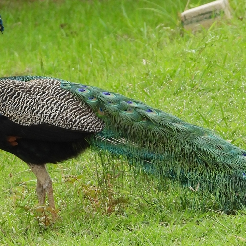Indian peafowl( male)