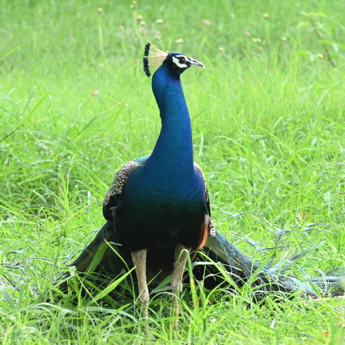 Indian peafowl( male) standing on grass land