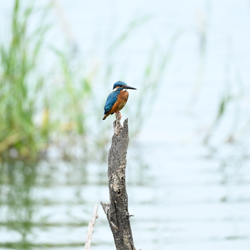 Common king fisher