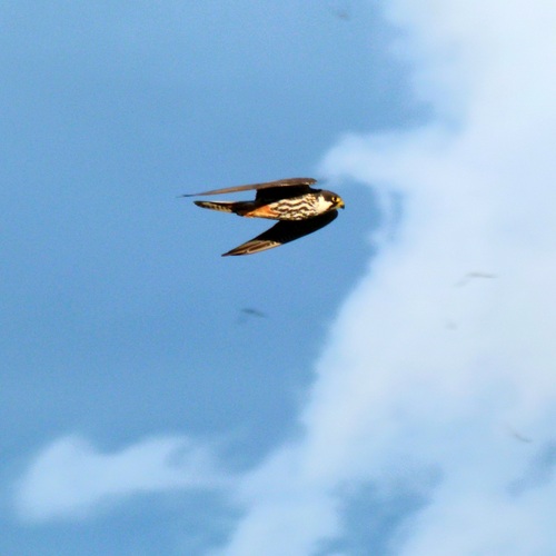 Photo #14176788