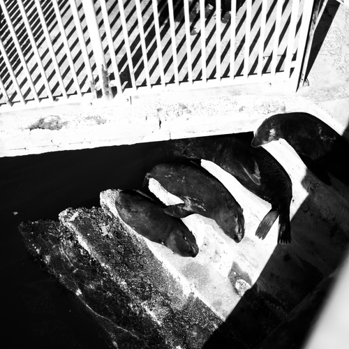 Photo #14177046