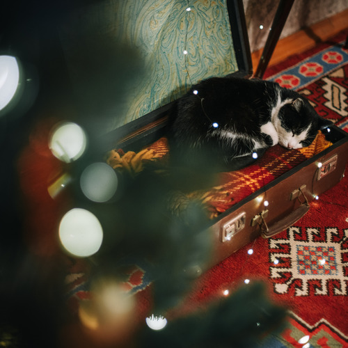 Photo #14177143