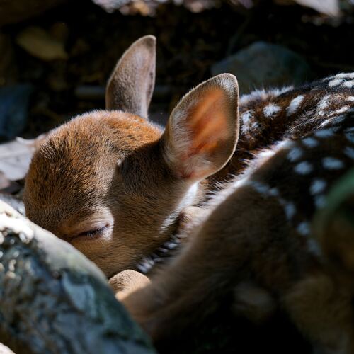 cradled in quiet