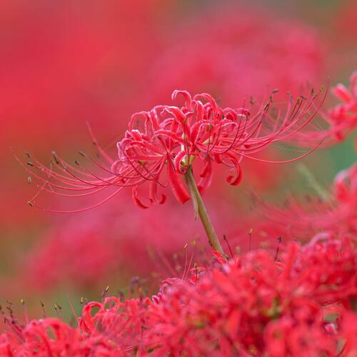 Crimson Reverie