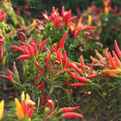 Red chillies in garden